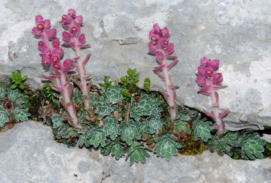 Piante interessanti dal P. Naz. D''Abruzzo